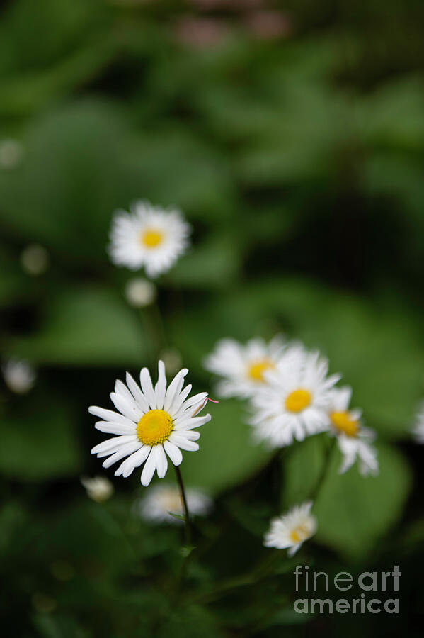 Daisy Collection photo 4 by Jenny Potter Daisy Collection photo 4 by Jenny Potter