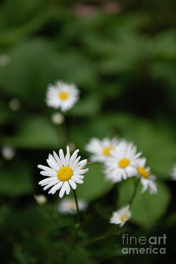 Daisy Collection photo 5 by Jenny Potter Daisy Collection photo 5 by Jenny Potter