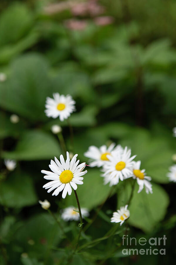 Daisy Collection photo 6 by Jenny Potter Daisy Collection photo 6 by Jenny Potter