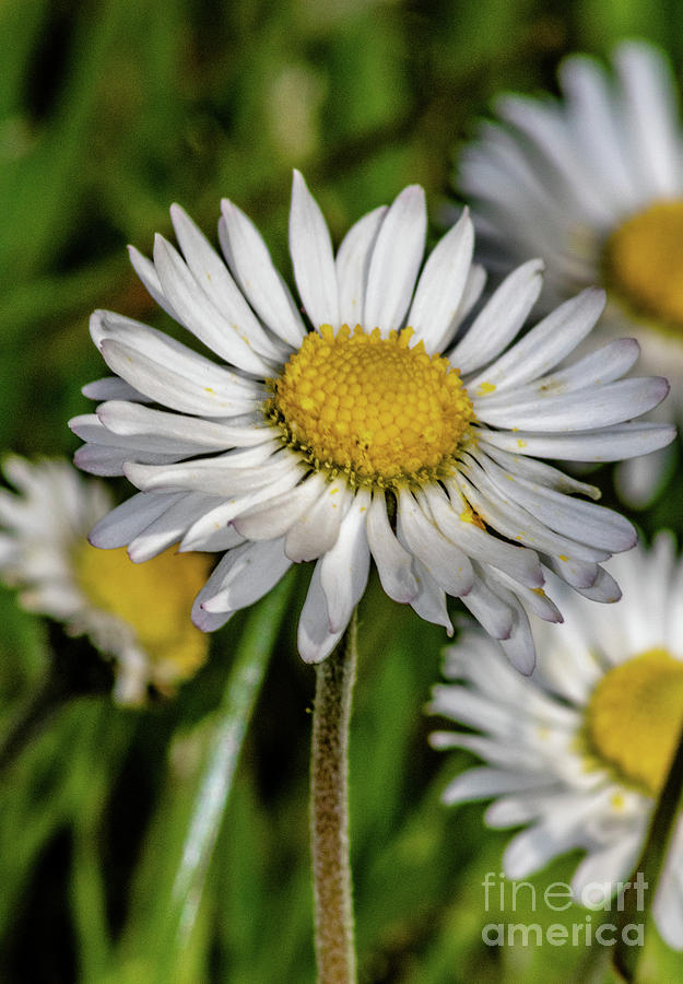 Daisy Daisy Daisy I do by Mandi Hibberd Daisy Daisy Daisy I do by Mandi Hibberd