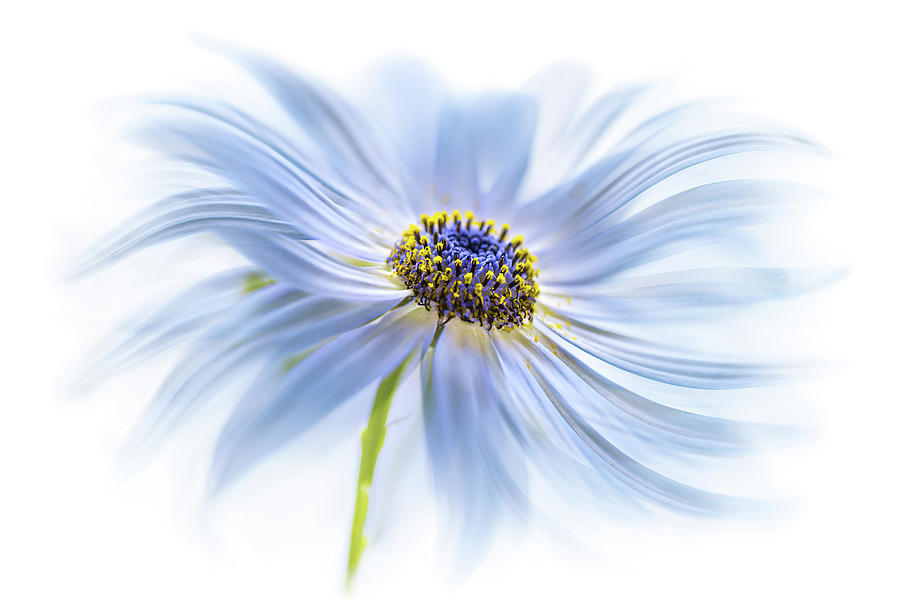 Summer Photograph - Daisy Delight by Mandy Disher