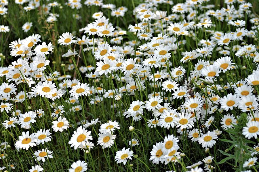 Daisy Field Photograph by Deb McPherson Fine Art America
