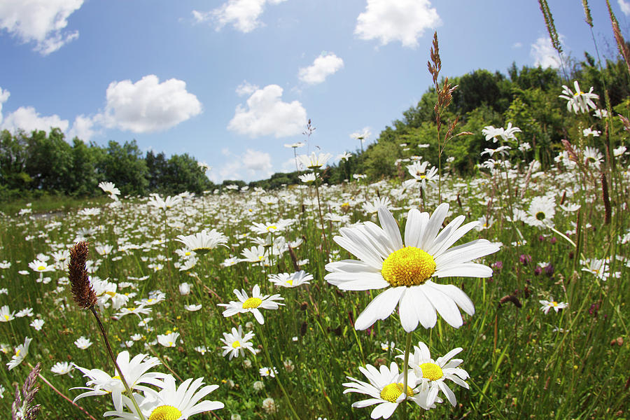 Daisy Field In Summer Photograph by Peter Cade