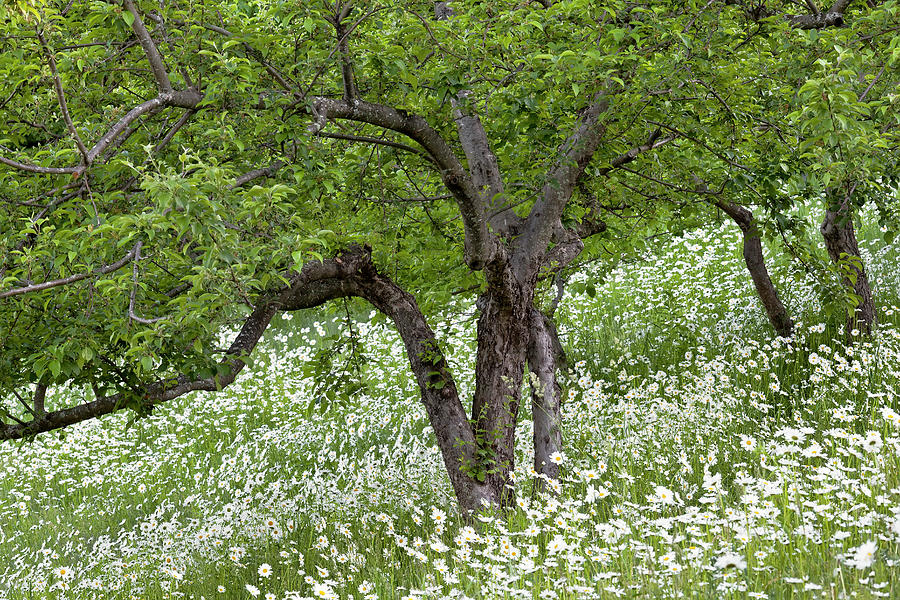 Daisy Filled Orchard Photograph by Alan L Graham