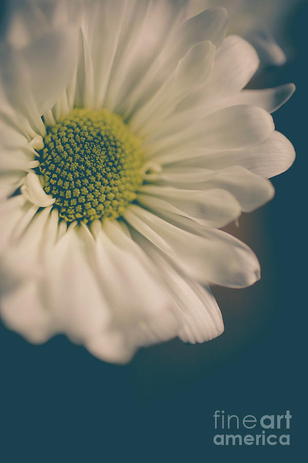Daisy Flower 0954 Photograph by Edward Fielding