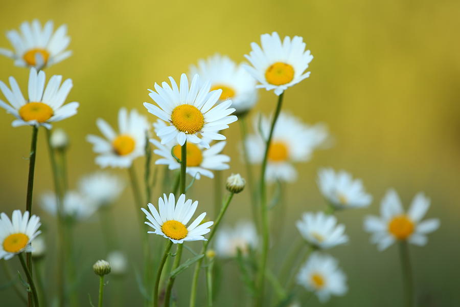 Daisy Flower And Defocused Background Photograph by Konradlew