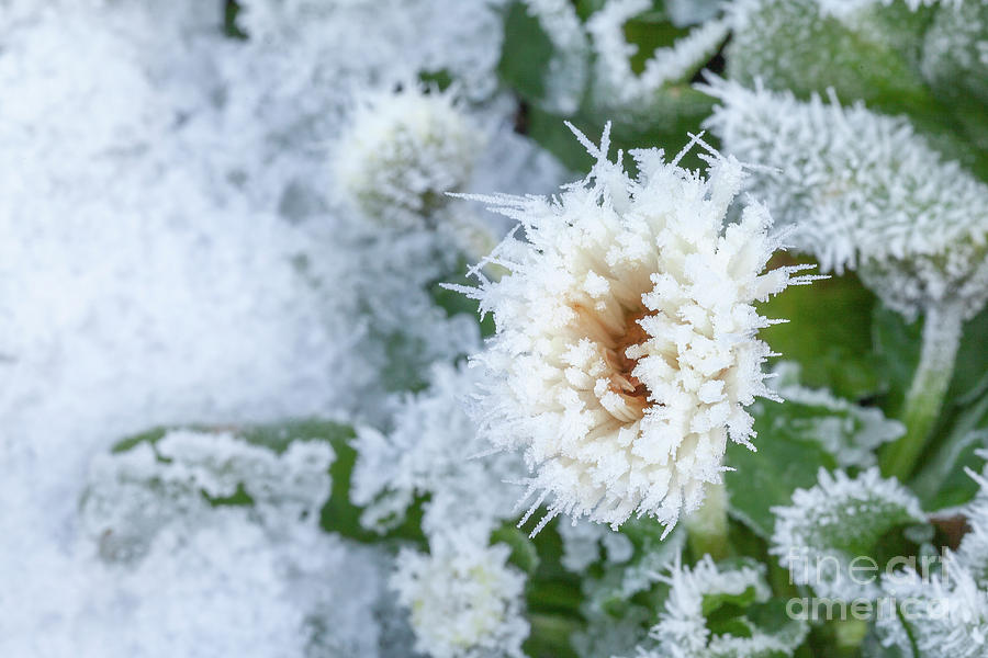Daisy flower covered in winter ice Photograph by Simon Bratt
