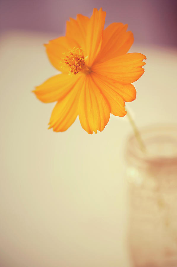Daisy Flower In Vase Photograph by Carolyn Hebbard