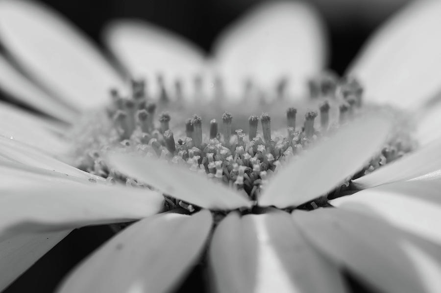 Daisy Flower Macro Photograph by Louis Dallara