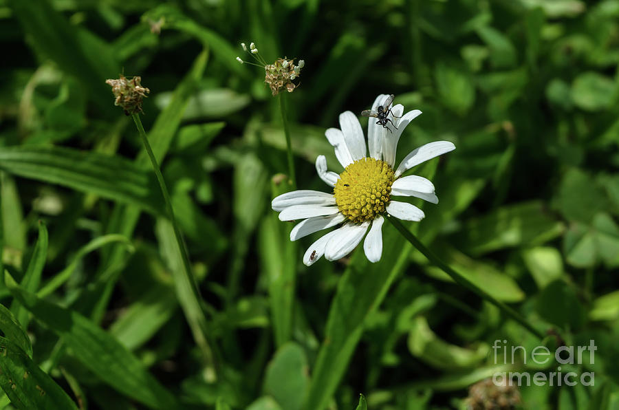 Daisy Flower Photograph by Michelle Meenawong