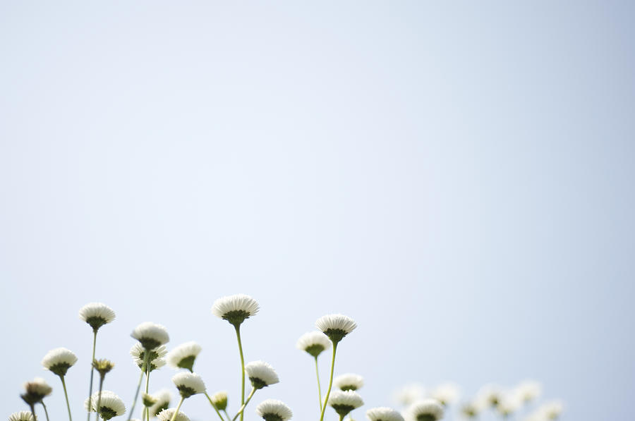 Daisy Flowers And Blue Sky Photograph by Wataru Yanagida