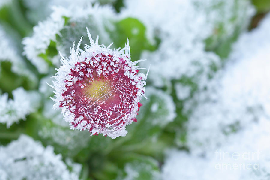 Daisy frozen in winter garden Photograph by Simon Bratt