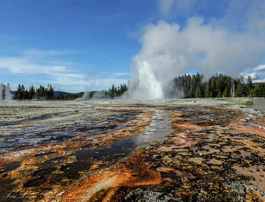 Daisy Geyser by Teri Lee Daisy Geyser by Teri Lee