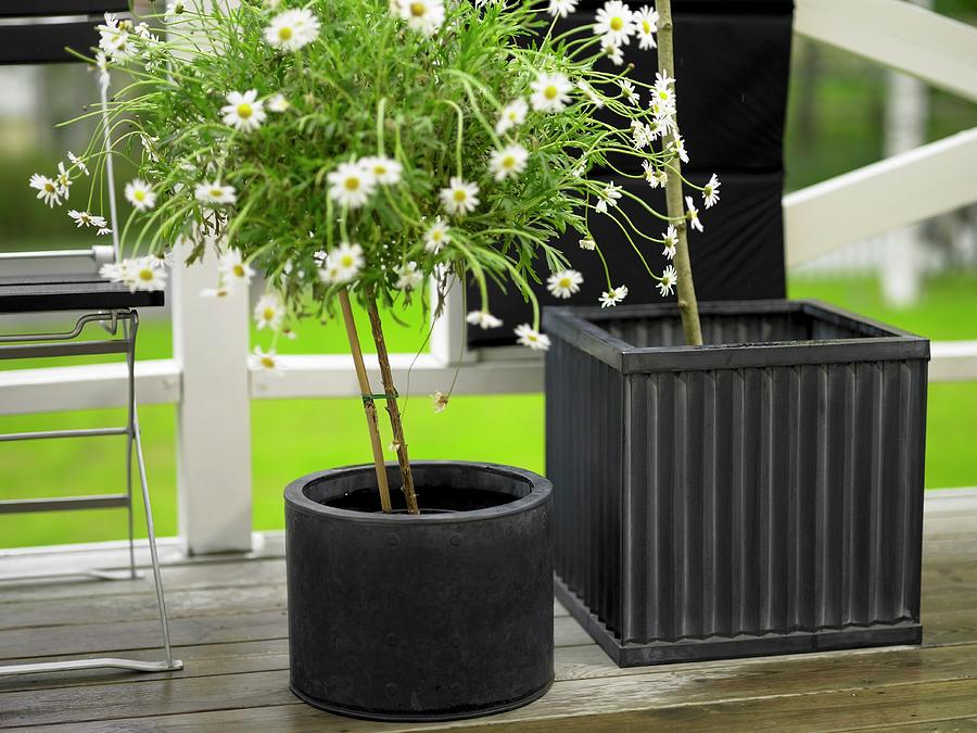 Daisy In A Black Cylindrical Pot Next To A Square Plant Pot Photograph by Per Magnus Persson