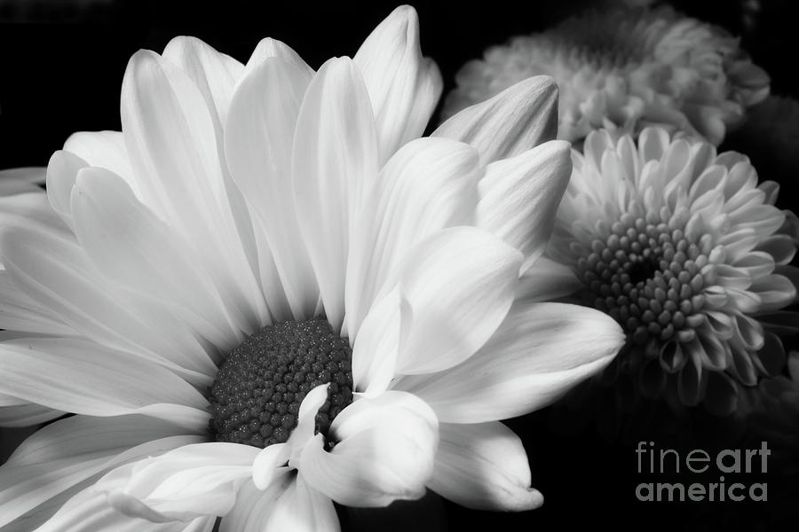 Daisy In Black And White Photograph by Mike Eingle
