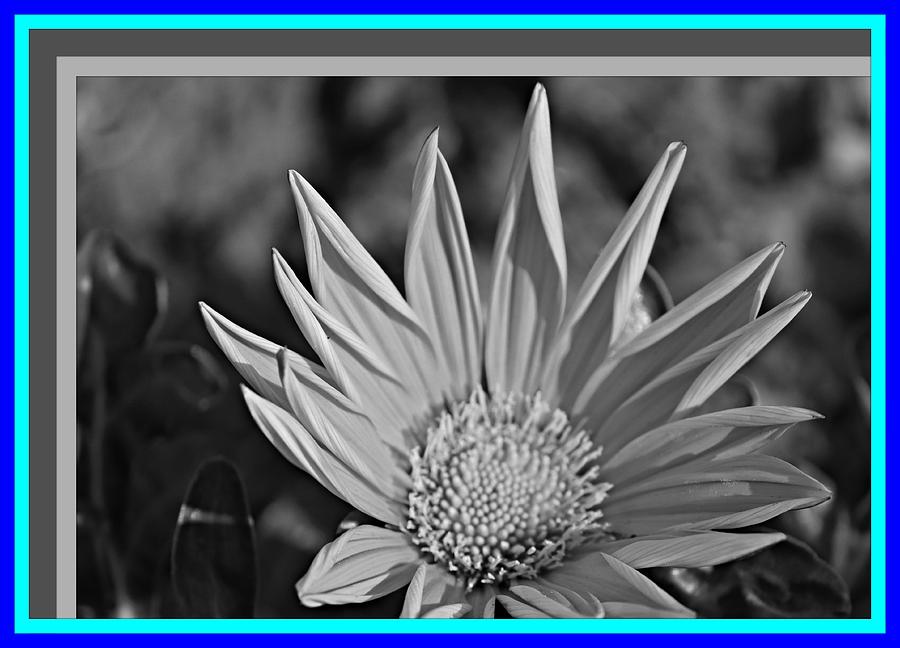 Frame Photograph - Daisy In Frame by Nilu Mishra Frame Photograph - Daisy In Frame by Nilu Mishra