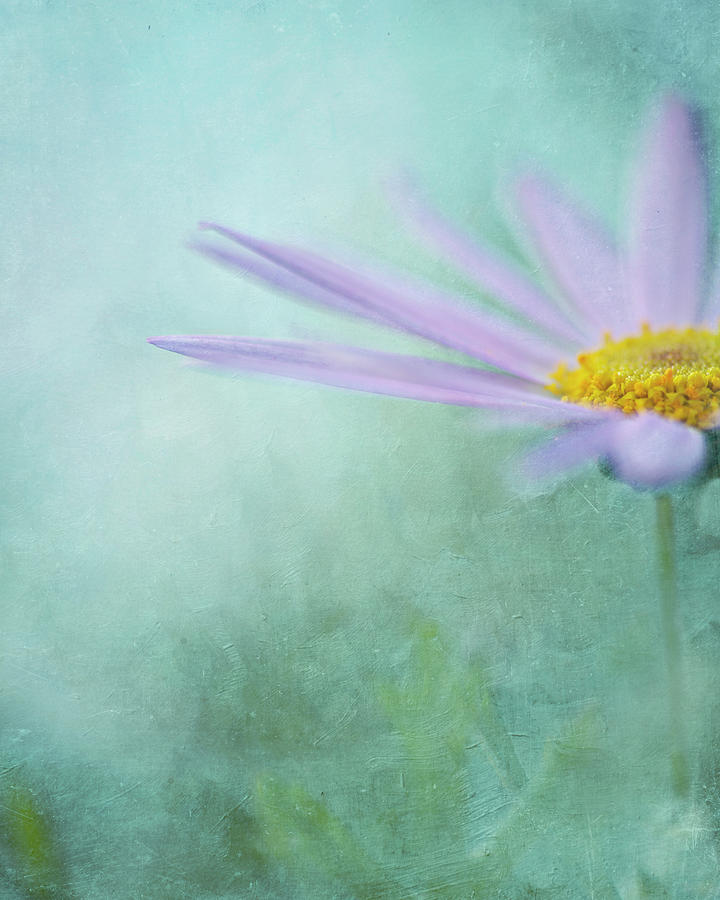 Daisy In Mist Photograph by Sharon Lapkin