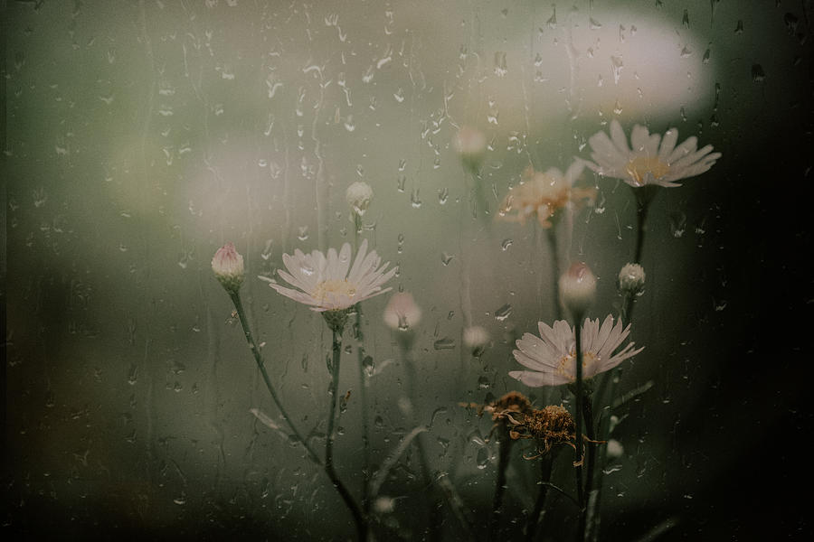 Daisy In Rain Photograph by Youngil Kim