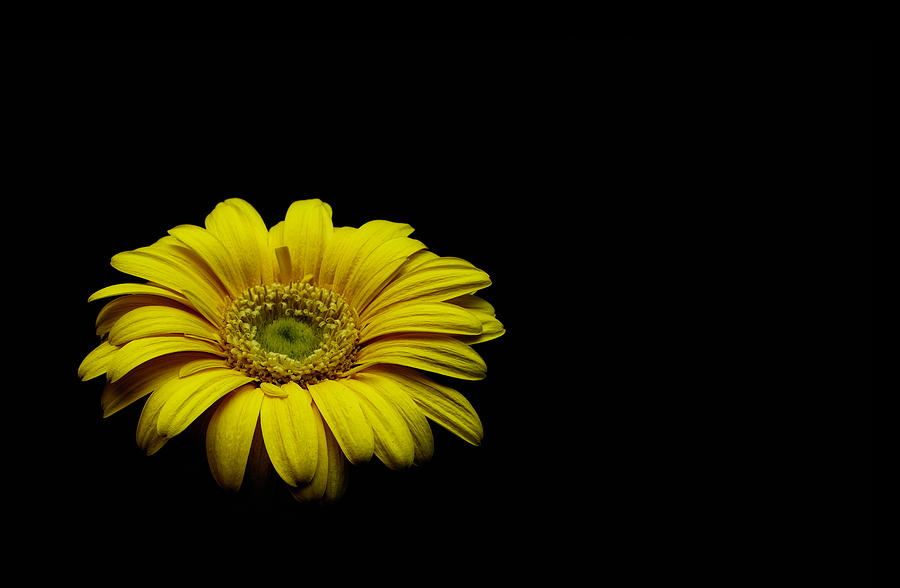 Daisy in the Dark Photograph by Sandi Kroll - Fine Art America