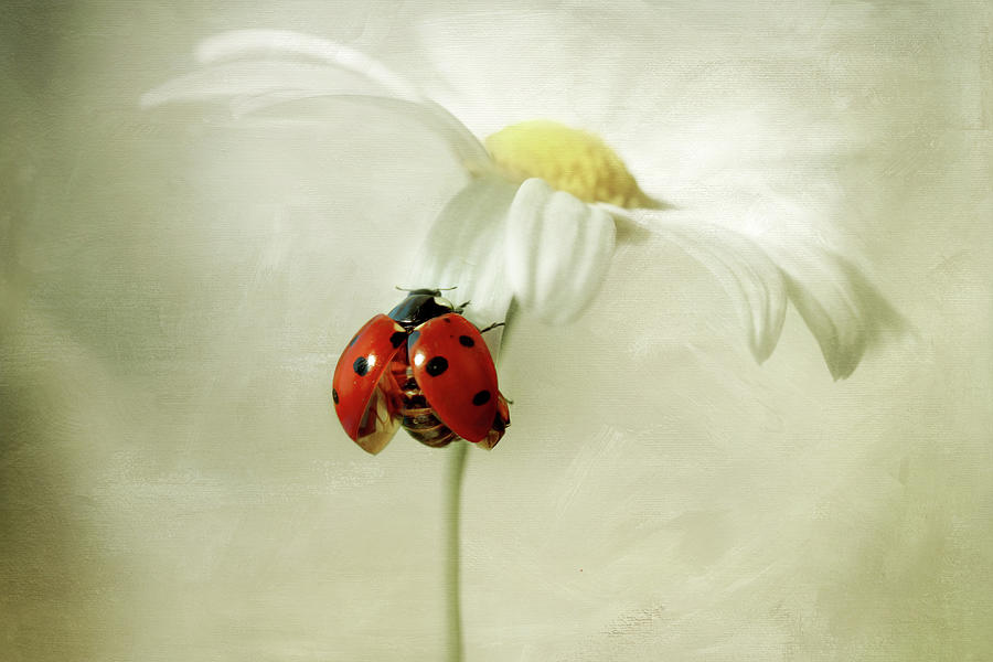 Daisy Lady Photograph by Mandy Disher Photography