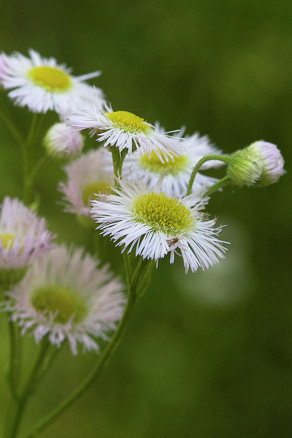 Daisy Like Wildflower - Robins Plantain Photograph by Kathy Clark