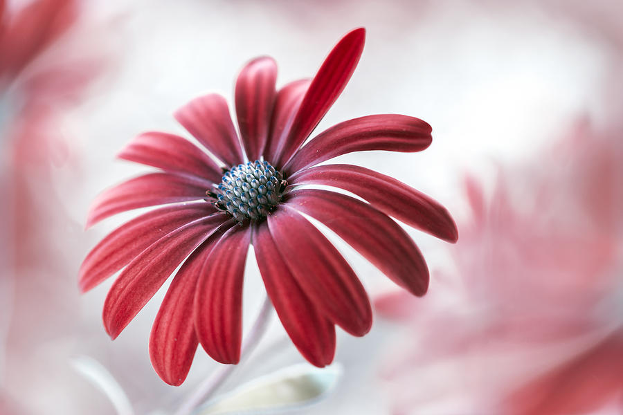 Daisy Photograph by Mandy Disher