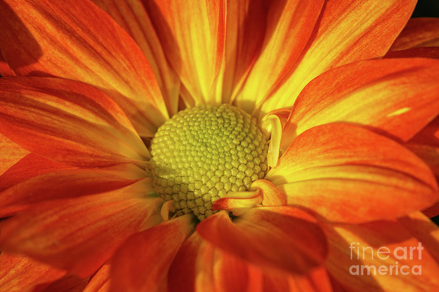 Daisy Mum in Orange and Yellow Photograph by Rachel Cohen