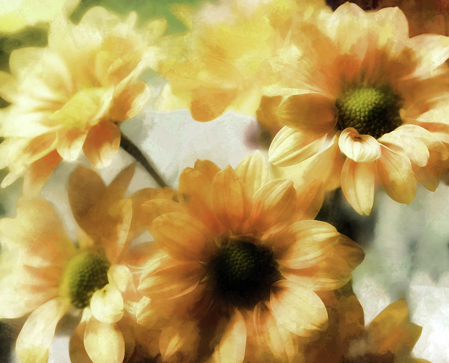 Daisy Mums VIII Digital Art by Tina Baxter - Fine Art America