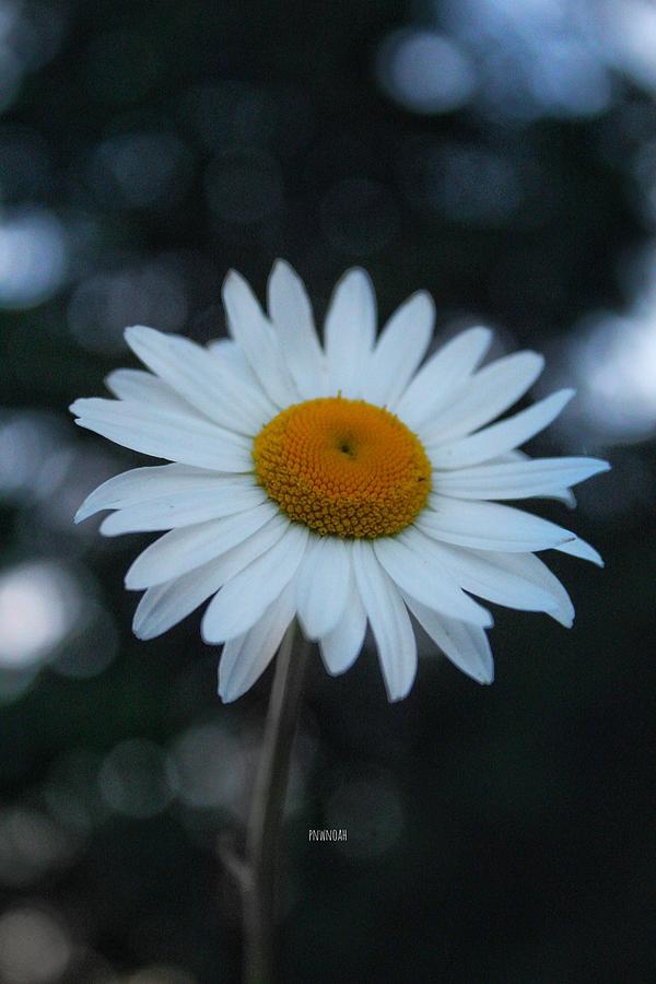 Flower Photograph - Daisy by Noah Mahlon