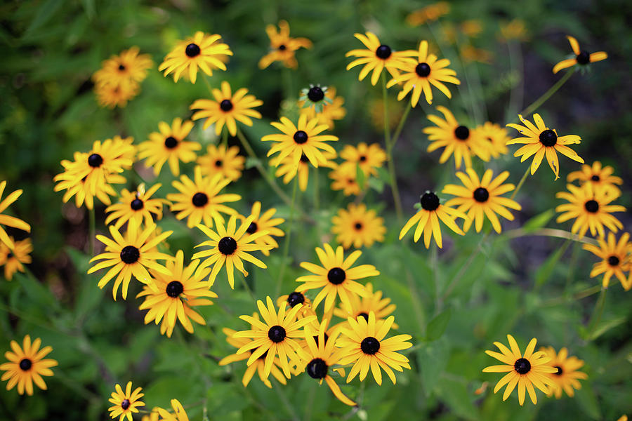 Black-eyed Susans Photograph by John Daly