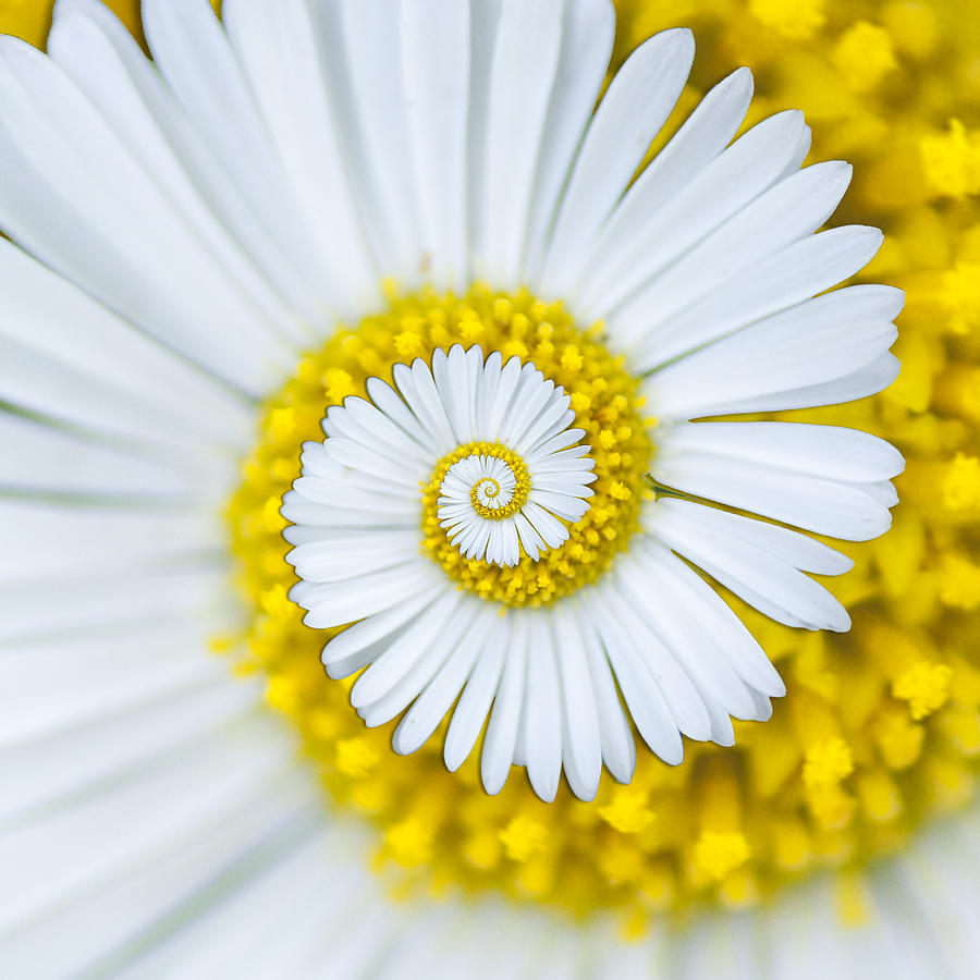 Daisy Spiral Photograph by Alison Lyons Photography