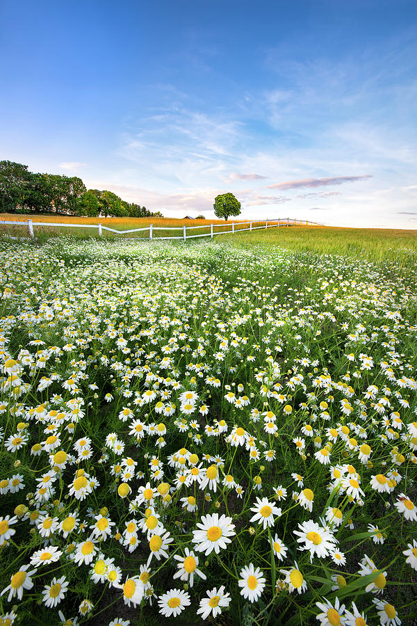 Flowers Photograph - Daisyfield In Sweden by Christian Lindsten