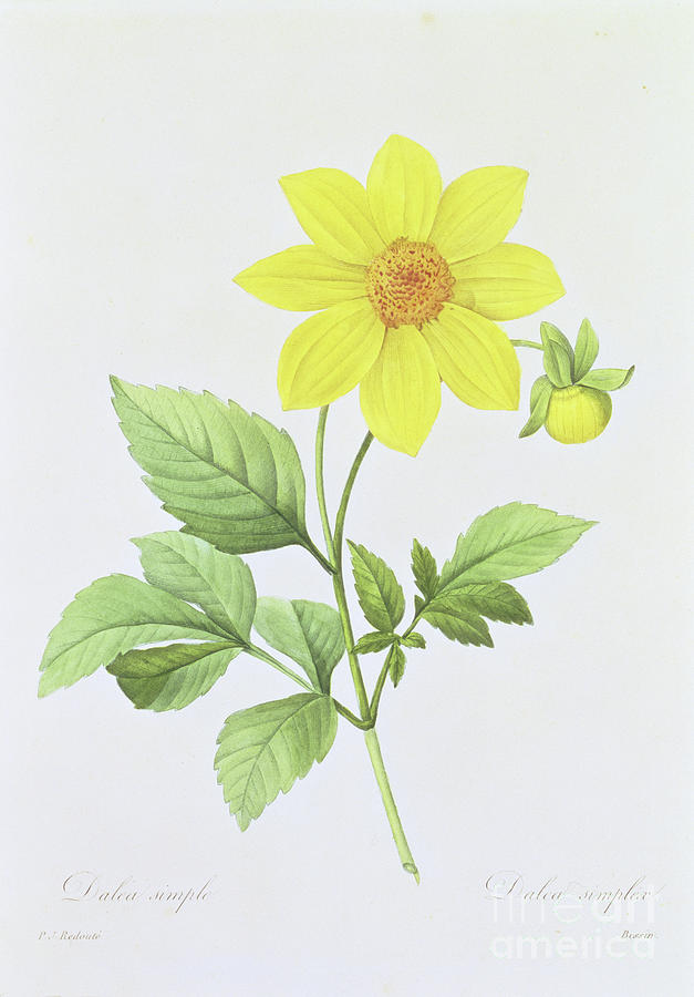 Flowers Still Life Photograph - Dalea Simplex, Engraved By Bessin, From choix Des Plus Belles Fleurs, 1827-33 by Pierre Joseph Redoute