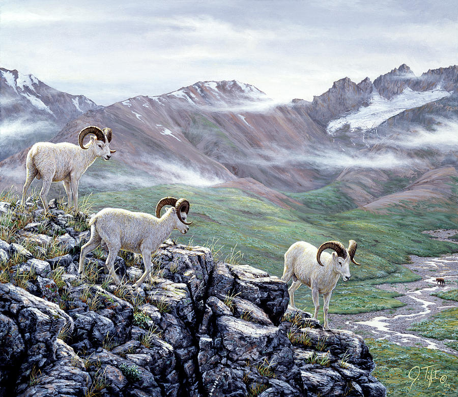 Goat Painting - Dall Sheep At Denali by Jeff Tift