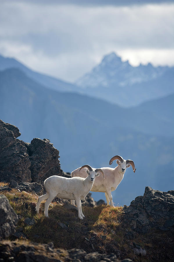 Dall Sheep, Brooks Range, Alaska Photograph by Paul Souders
