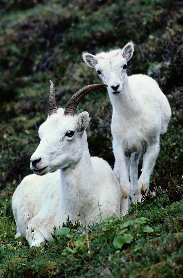 Dall Sheep Ovis Dalli And Lamb, Denali Photograph by Art Wolfe