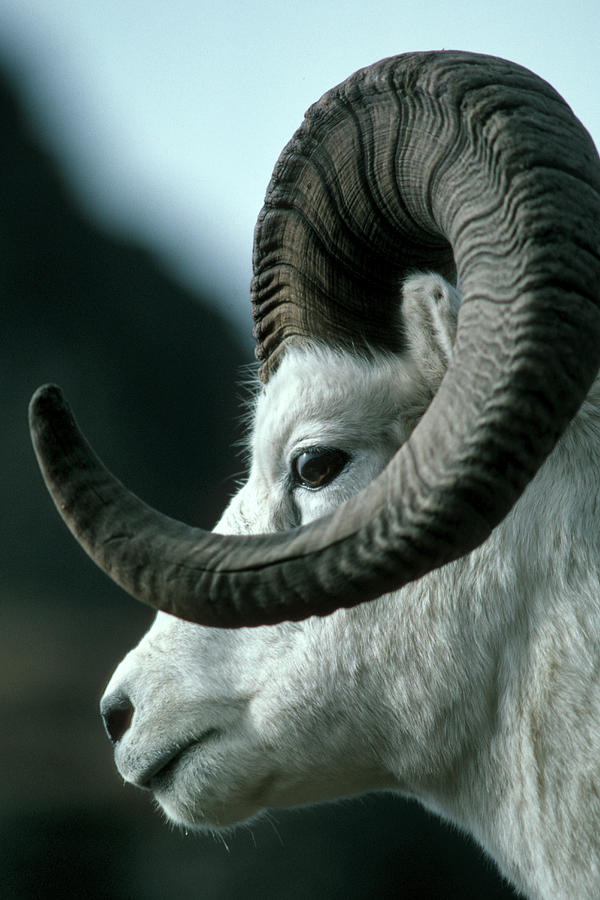 Dall Sheep Ram Photograph by Mark Newman