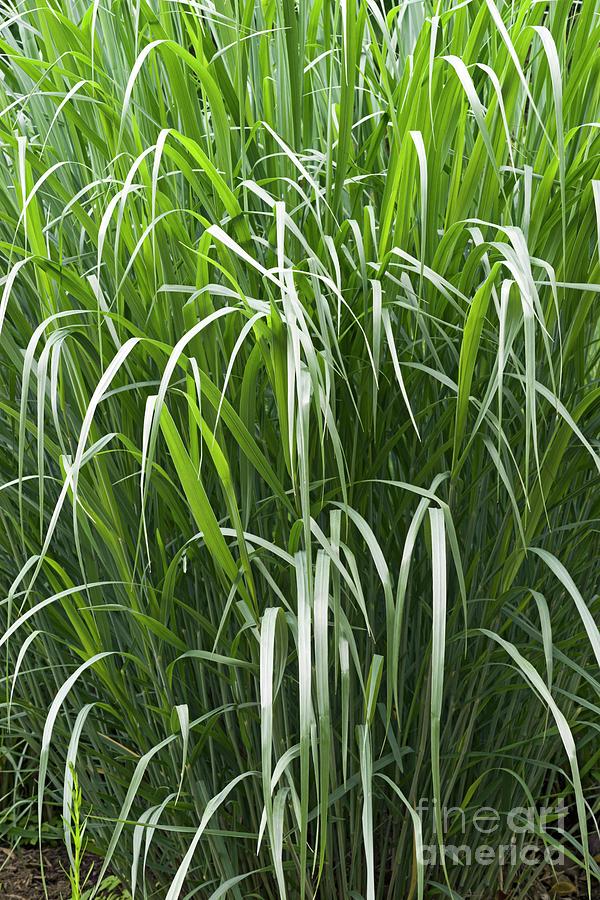 Nature Photograph - Dallas Blues Switch Grass (panicum Virgatum dallas Blues) by Dr. Nick Kurzenko/science Photo Library