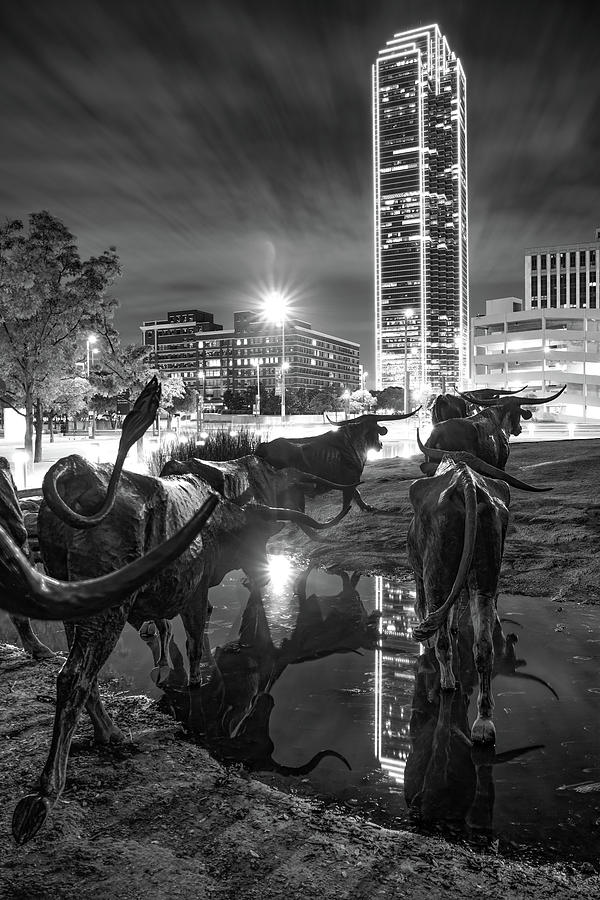 Dallas Skyline And Texas Longhorn Cattle Drive Crossing The River - Monochrome Photograph