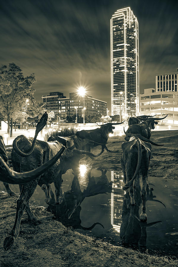 Dallas Skyline And Texas Longhorn Cattle Drive Crossing The River - Sepia Photograph
