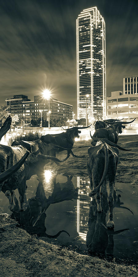 Dallas Texas Longhorn Cattle Drive And Skyline - Vertical Sepia Panorama Photograph