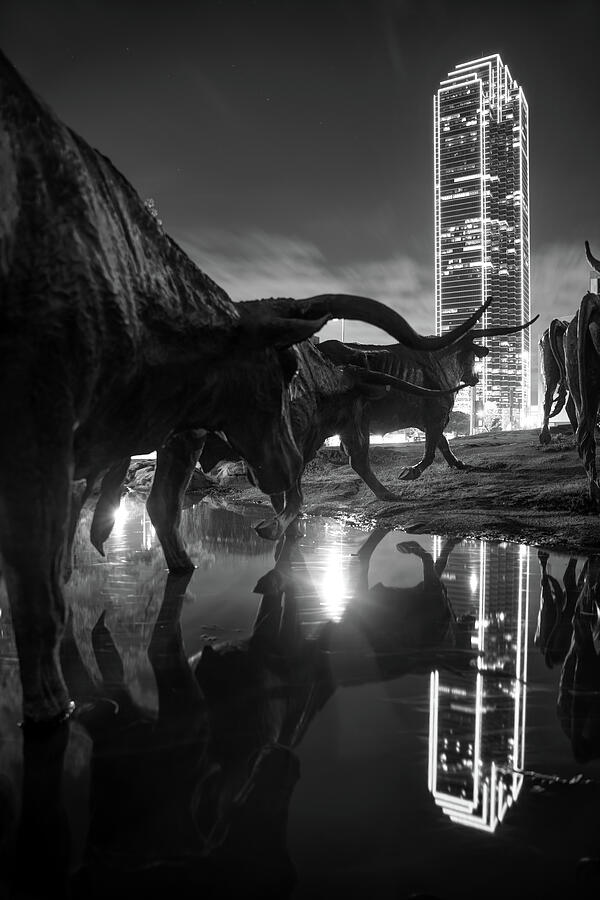 Black And White Photograph - Dallas Texas Longhorn Cattle Drive Sculptures and Skyline Reflections - Monochrome by Gregory Ballos