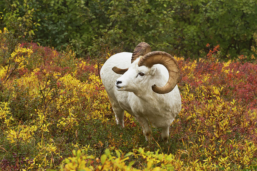 Dalls Sheep Ovis Dalli Ram Looks Up Photograph by Gary Schultz / Design Pics