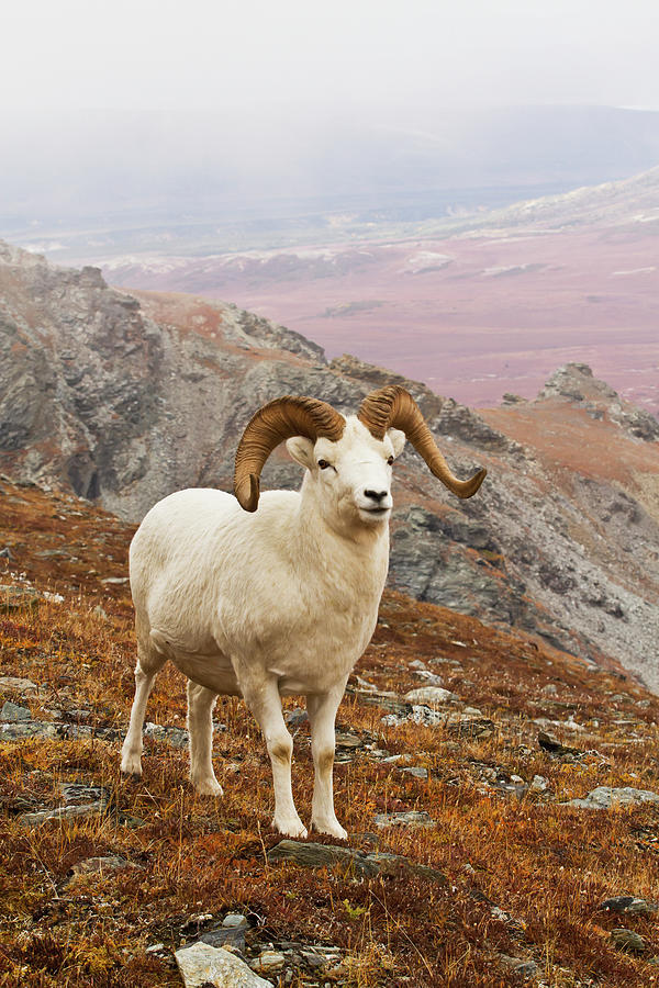 Dalls Sheep Ovis Dalli Ram Standing On Photograph by Gary Schultz / Design Pics