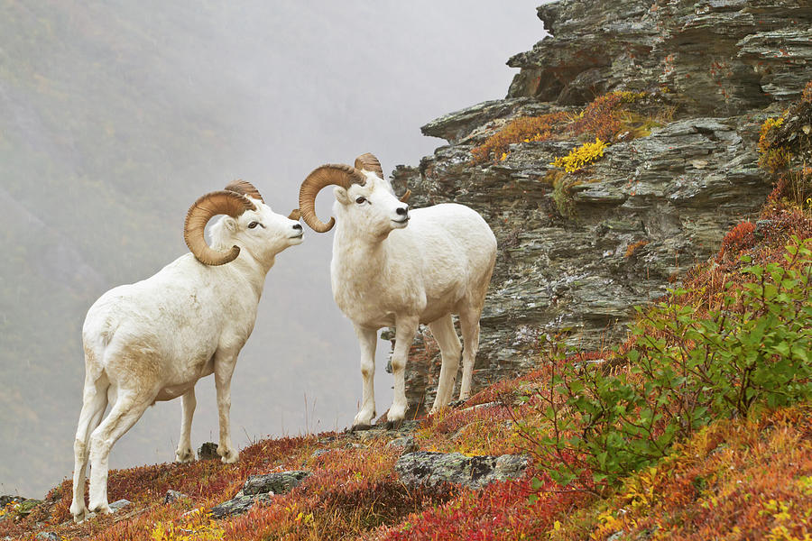 Dalls Sheep Ovis Dalli Rams Standing By Photograph by Gary Schultz / Design Pics