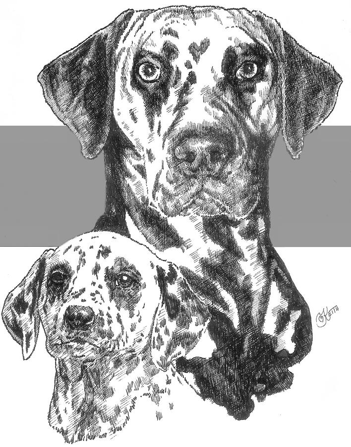 Dalmatian and Pup Drawing by Barbara Keith