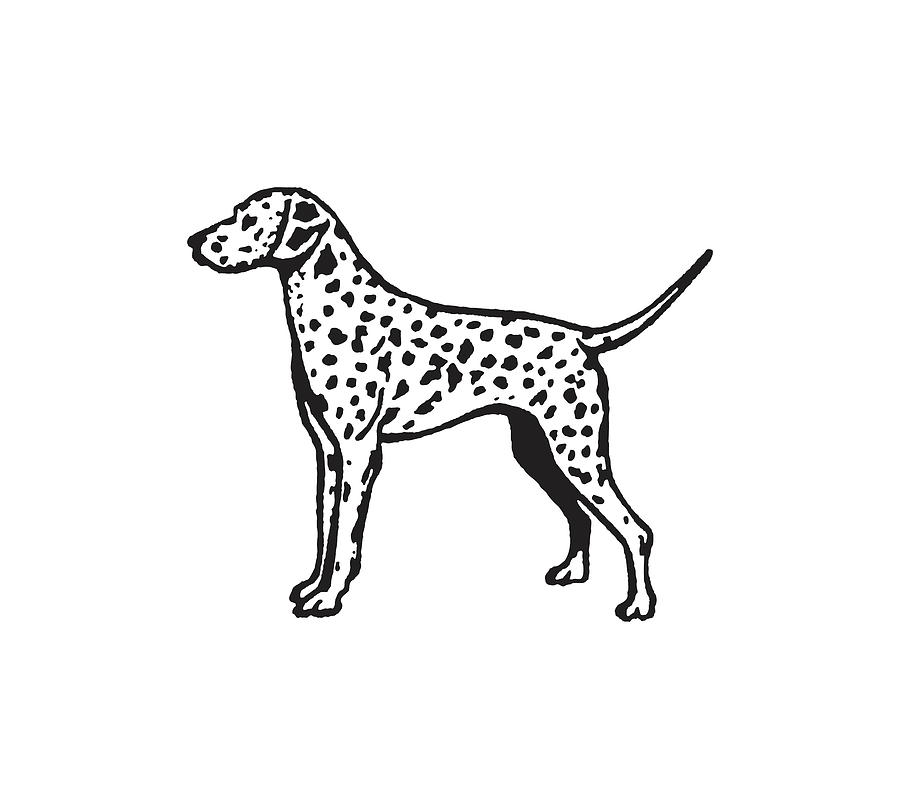 Dalmatian Drawing by CSA Images - Fine Art America