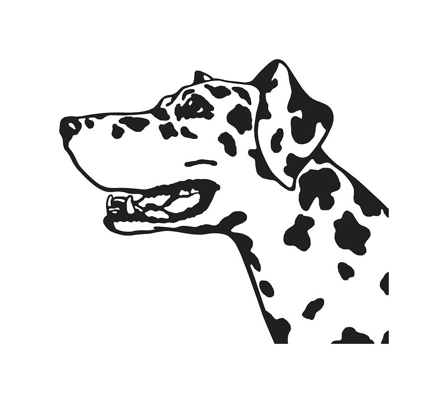 Dalmatian Dog Drawing by CSA Images - Fine Art America