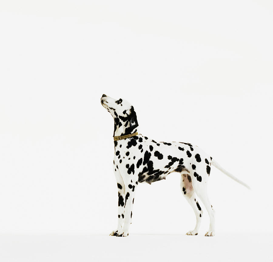 Dalmatian Dog With Collar Photograph by Martin Barraud