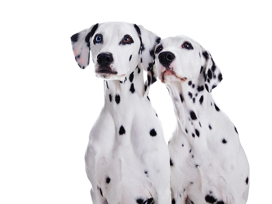 Dalmatian Dogs by Tetsuomorita